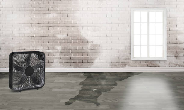 Best Professional water damage repair  in Berkshire Lakes, FL